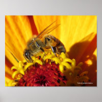 Bee Pollinating Flower