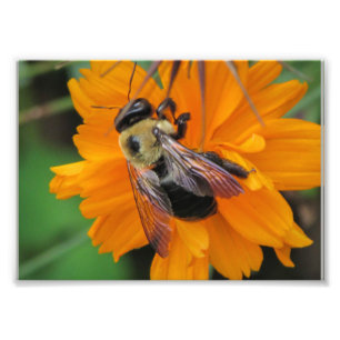 Bee Pollination Photo Print 5x7