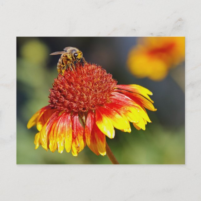 Bee Postcard (Front)
