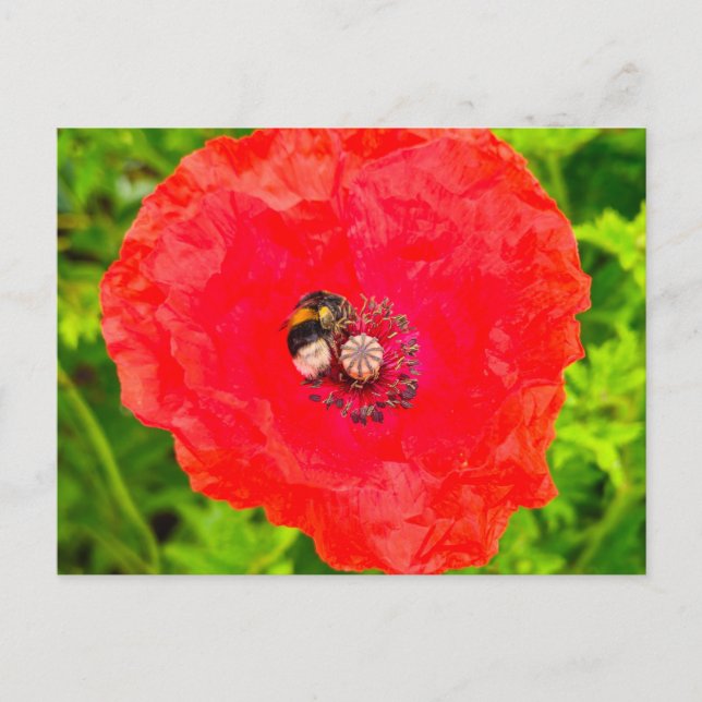 Bee  postcard (Front)