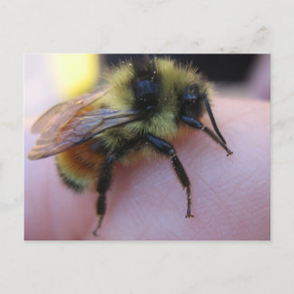 Bee postcard