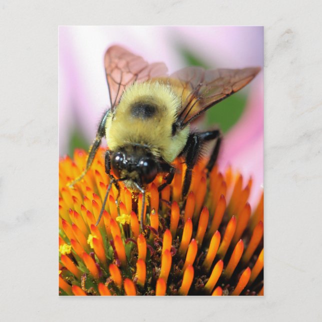 Bee Postcard (Front)