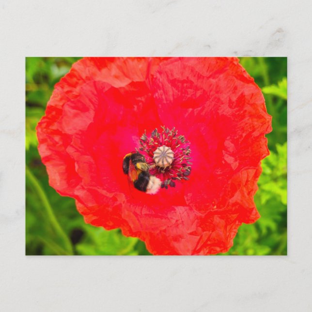 Bee  postcard (Front)