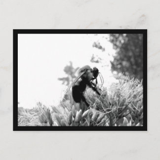 Bee Postcard