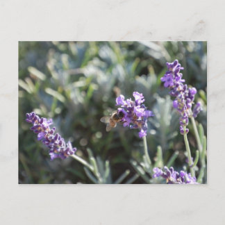 Bee Postcard