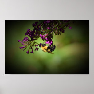 Bee, Poster