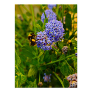 Bee  poster