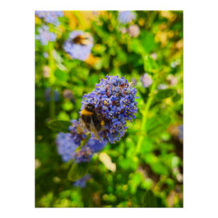 Bee  poster