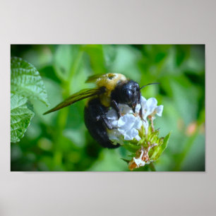 Bee, Poster