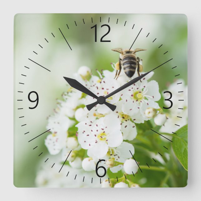 Bee sitting on a spring flower square wall clock (Front)