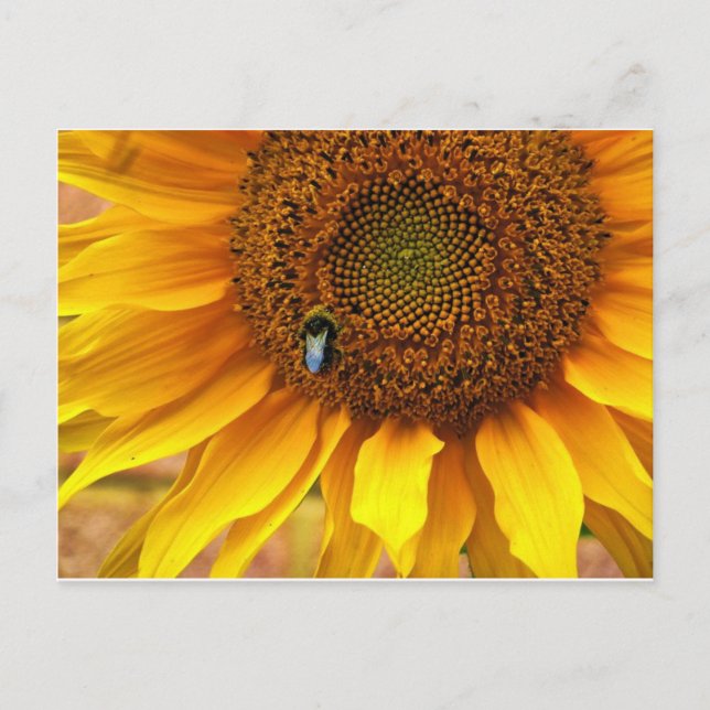 Bee Sunny Postcard (Front)