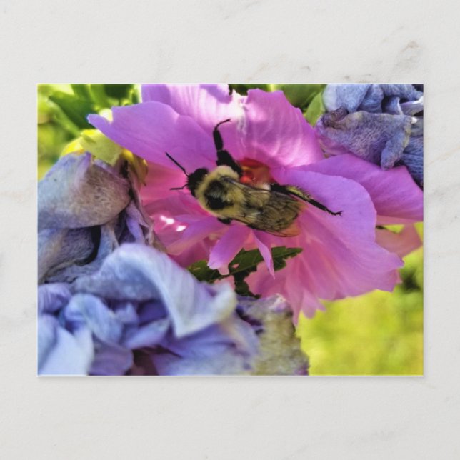 BEE SUR UNE CARTE POSTALE HIBISCUS ROSE (Devant)