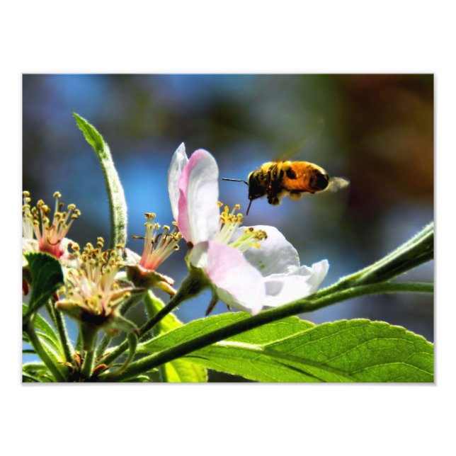 Bee & White Flower Photography Photo Print (Front)
