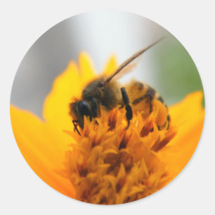 Bee With Me Classic Round Sticker