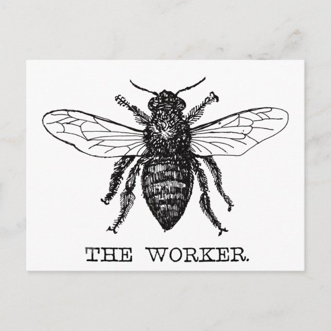 Bee Worker Honey Black Bumblebee Postcard (Front)