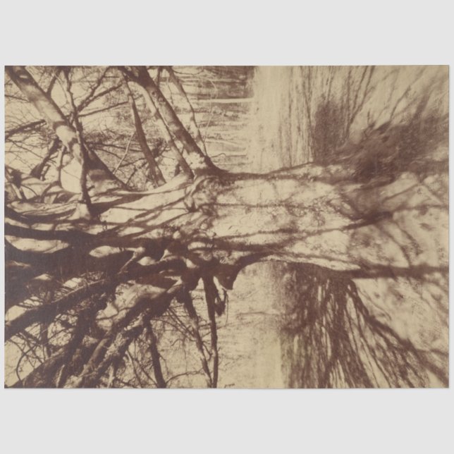 Beech Tree (by Eugène Atget) Tissue Paper (Front)