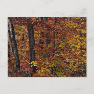 Beech Tree Forest Postcard