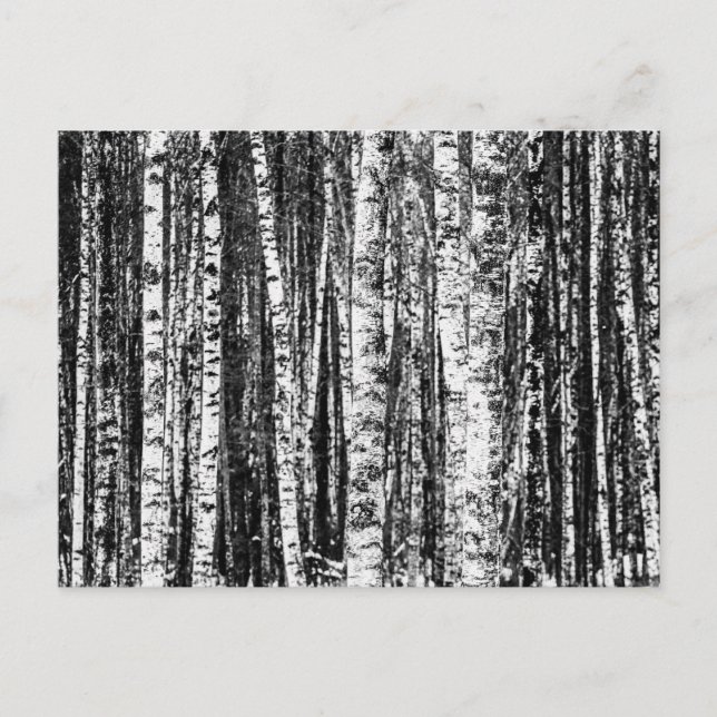Beech Trees, White and Charcoal Grey / Grey Postcard (Front)