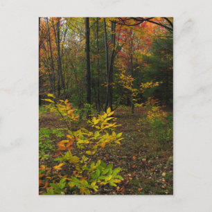 Beech Woods Postcard