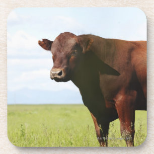 Beef cow in field coaster