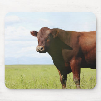 Beef cow in field mouse pad