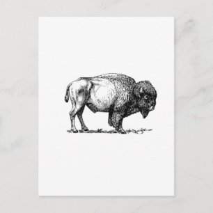 beefy buffalo bull postcard