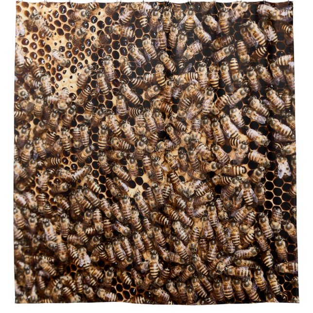 BEEHIVE (Front)