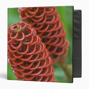 Beehive Ginger, Zingiber spectabile), Binder