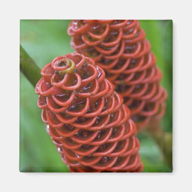 Beehive Ginger, Zingiber spectabile), Magnet (Front)