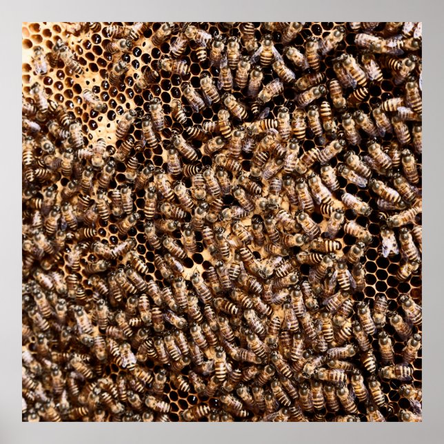 BEEHIVE POSTER (Front)