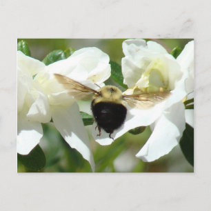 Bee'n Busy Postcard