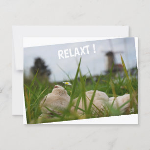 Beer relaxing in nature with Dutch moles. Postcard
