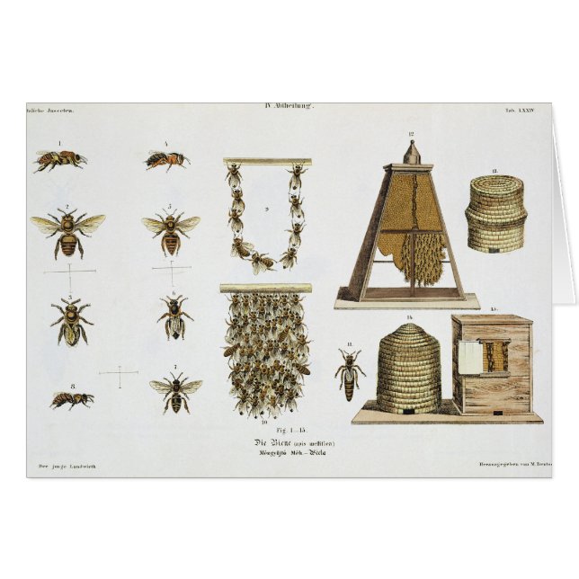 Bees and bee-keeping, from 'The Young Landsman', p (Front Horizontal)