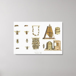 Bees and bee-keeping, from 'The Young Landsman', p Canvas Print