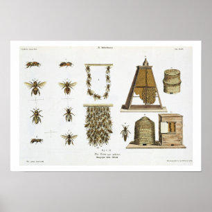 Bees and bee-keeping, from 'The Young Landsman', p Poster
