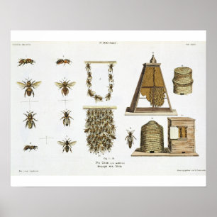 Bees and bee-keeping, from 'The Young Landsman', p Poster
