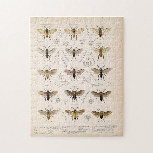 Bees and wasps from Cameron 1883-1890 Jigsaw Puzzle (Vertical)