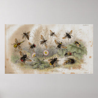Bees Antique Lithograph print