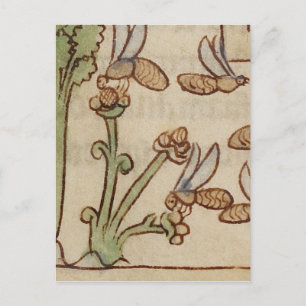 Bees from a Medieval Manuscript Postcard