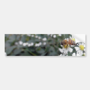 Bees Honey Bee Wildflowers Flowers Daisies Photo Bumper Sticker