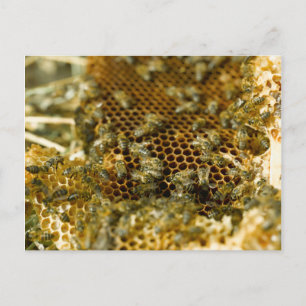 Bees In Hive, Western Cape, South Africa Postcard