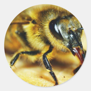 Bees Insects Classic Round Sticker