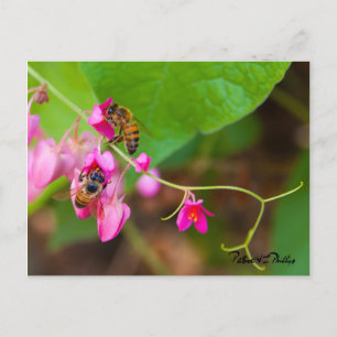 Bees On Coral Vine Flowers Photo Template Postcard