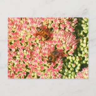 Bees on Sedum Autumn Joy. Postcard