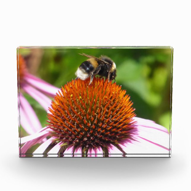 BEES  PHOTO BLOCK (Front)