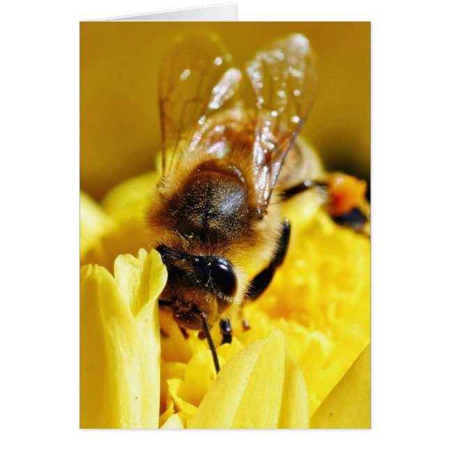 Bees Pollen Insects Wings Macro Bugs (Front)