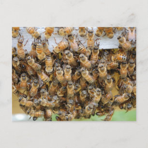 Bees!  postcard