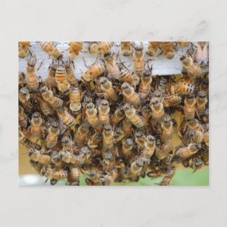 Bees!  postcard