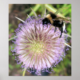 BEES POSTER