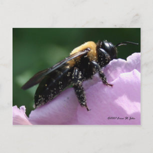 Beesides Postcard